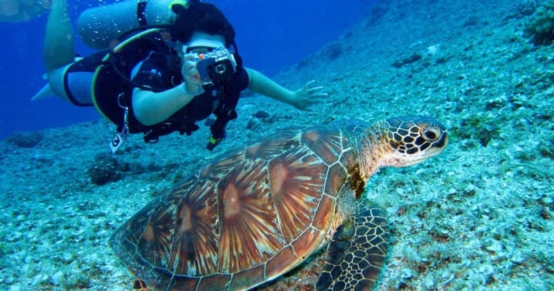 Sea Turtle swimming in Galapagos