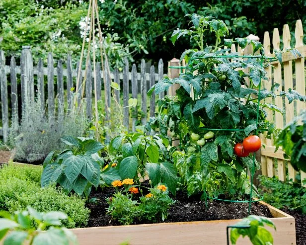 A beautiful sun-drenched vegetable garden overflowing with healthy salad greens. The photo is taken during golden hour, capturing the vibrant colors of the plants. Light shines between rows of healthy plants.