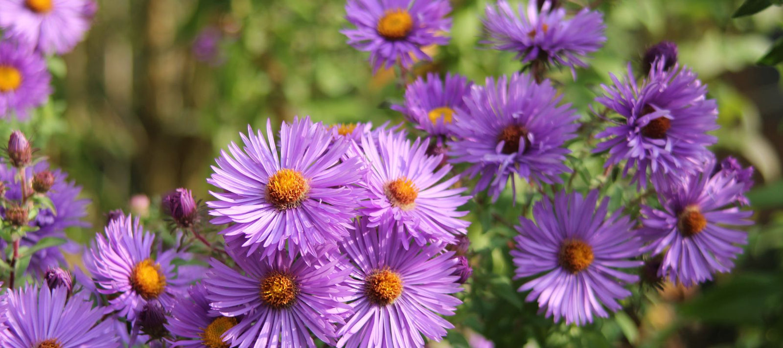 A Symphony of Wings: Creating a Pollinator Habi...