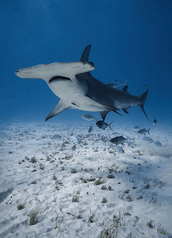 # Dive In, Do Good: Sea Adventures That Directly S...