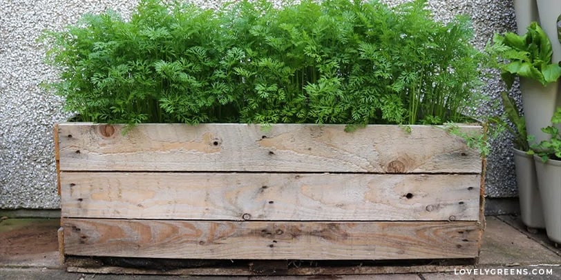 A pallet planter.