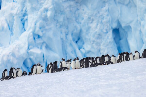 Penguins in Antarctica
