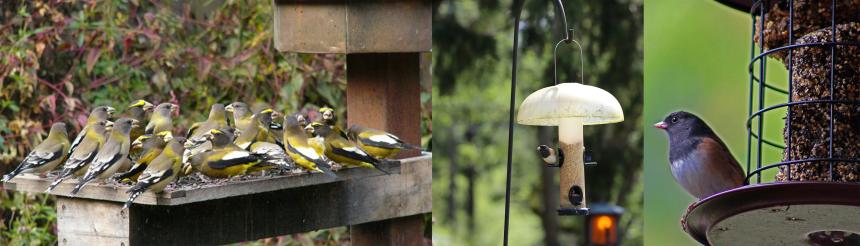 Backyard Bird Haven: Creating a Symbiotic Ecosy...