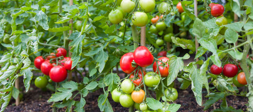 From Seed to Supper: Extending Your Tomato Harv...