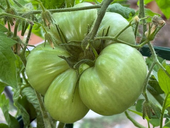 Canning tomatoes with fresh ingredients