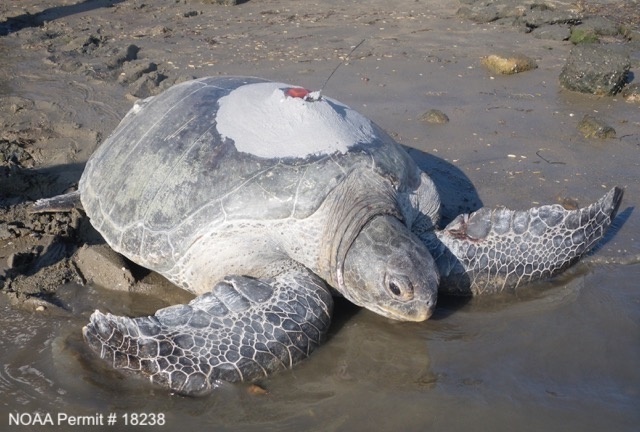 Tagging turtles on Española Island