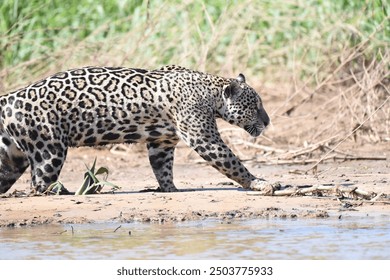 A jaguar walking near a river in the Pantanal