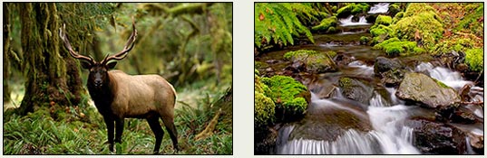 A towering Sitka Spruce tree, its massive trunk covered in moss. A small sign identifies it as the world's largest of its kind, surrounded by ferns and lush greenery.