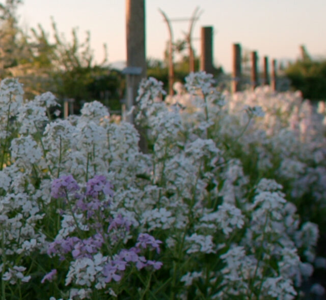 Boost Your Harvest: 7 Native Plants That Will A...