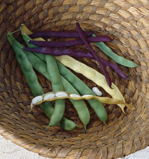 Dry bean seed pods hang garden