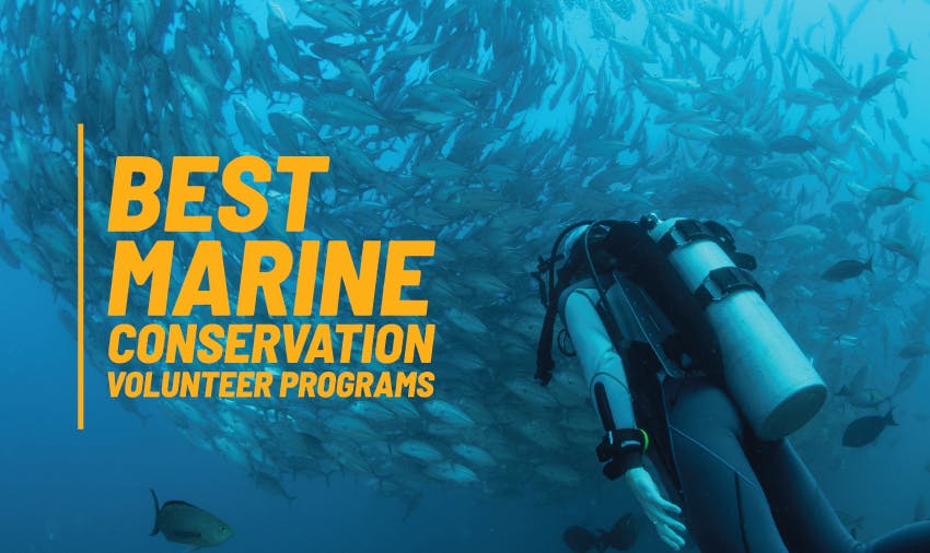 # Level Up Your Summer: Marine Conservation Volunt...