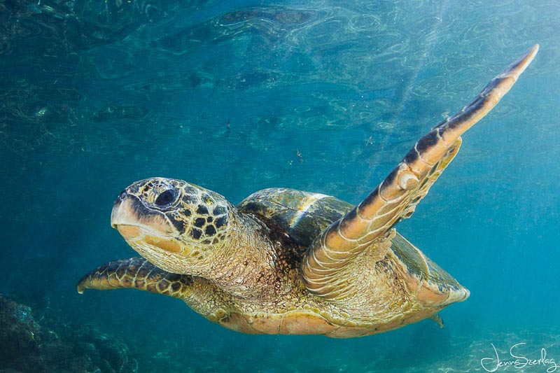 Green Sea Turtle
