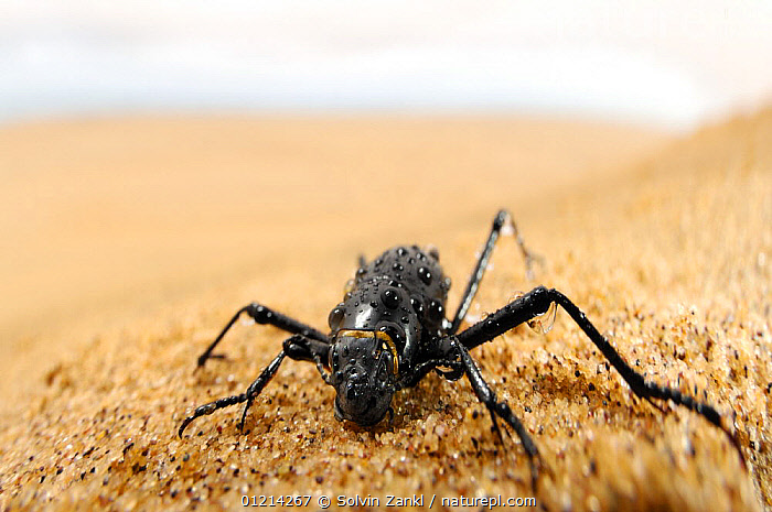 San people in Namibia