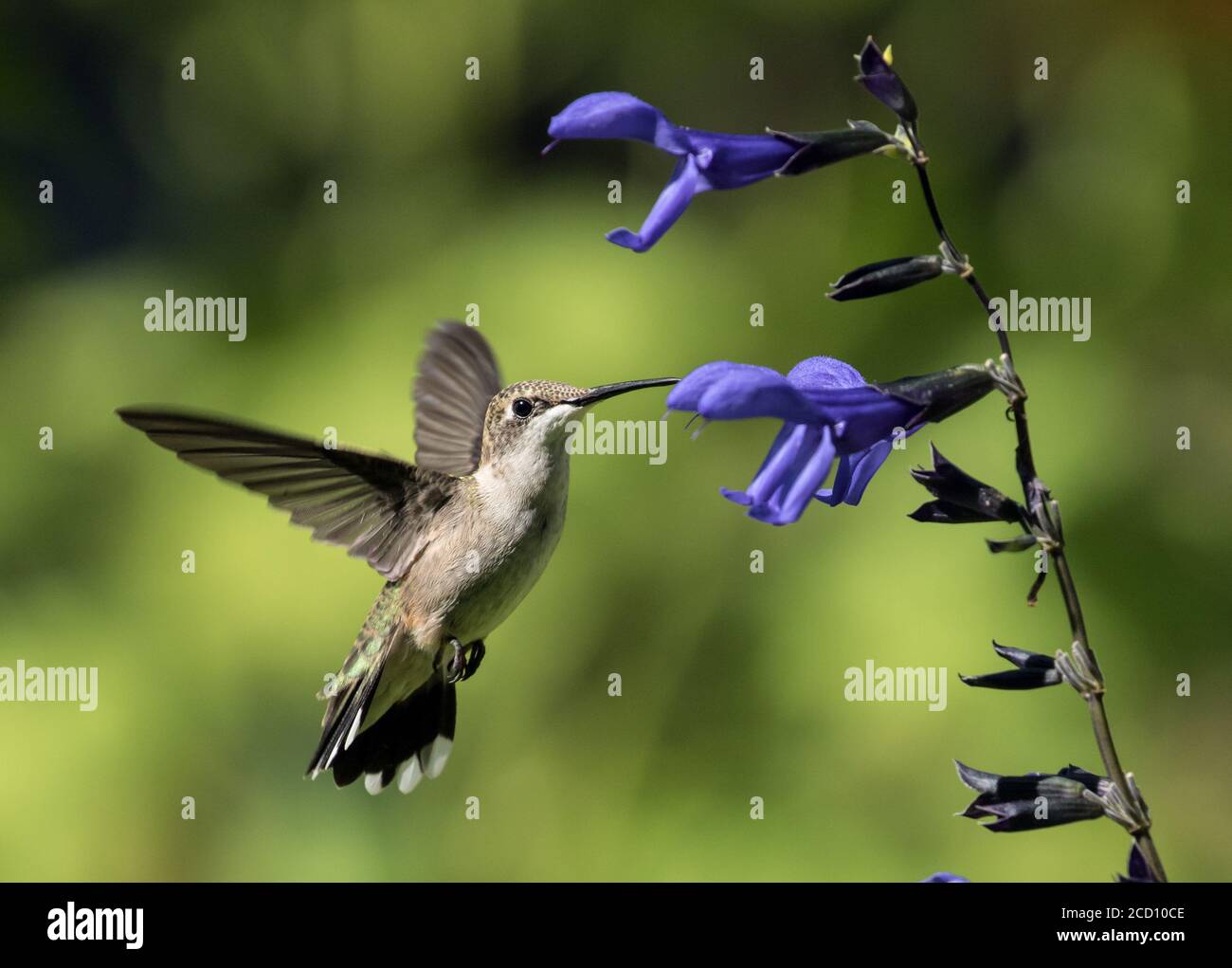 Ruby-throated hummingbird in flight sipping nectar from black and blue hummingbird sage flower