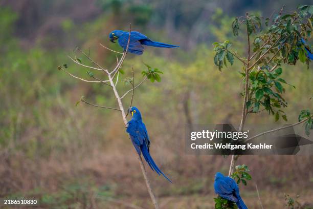 An image showcasing the sustainable tourism practices at Refúgio da Ilha, highlighting solar panels and the lodge's eco-friendly design. This image illustrates the importance of responsible tourism in the Pantanal's recovery.