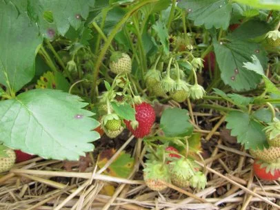 Strawberry plants in a garden.