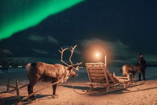 Reindeer Sledding Under the Northern Lights