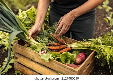 From Seed to Sauce: A Beginner's Guide to Growi...