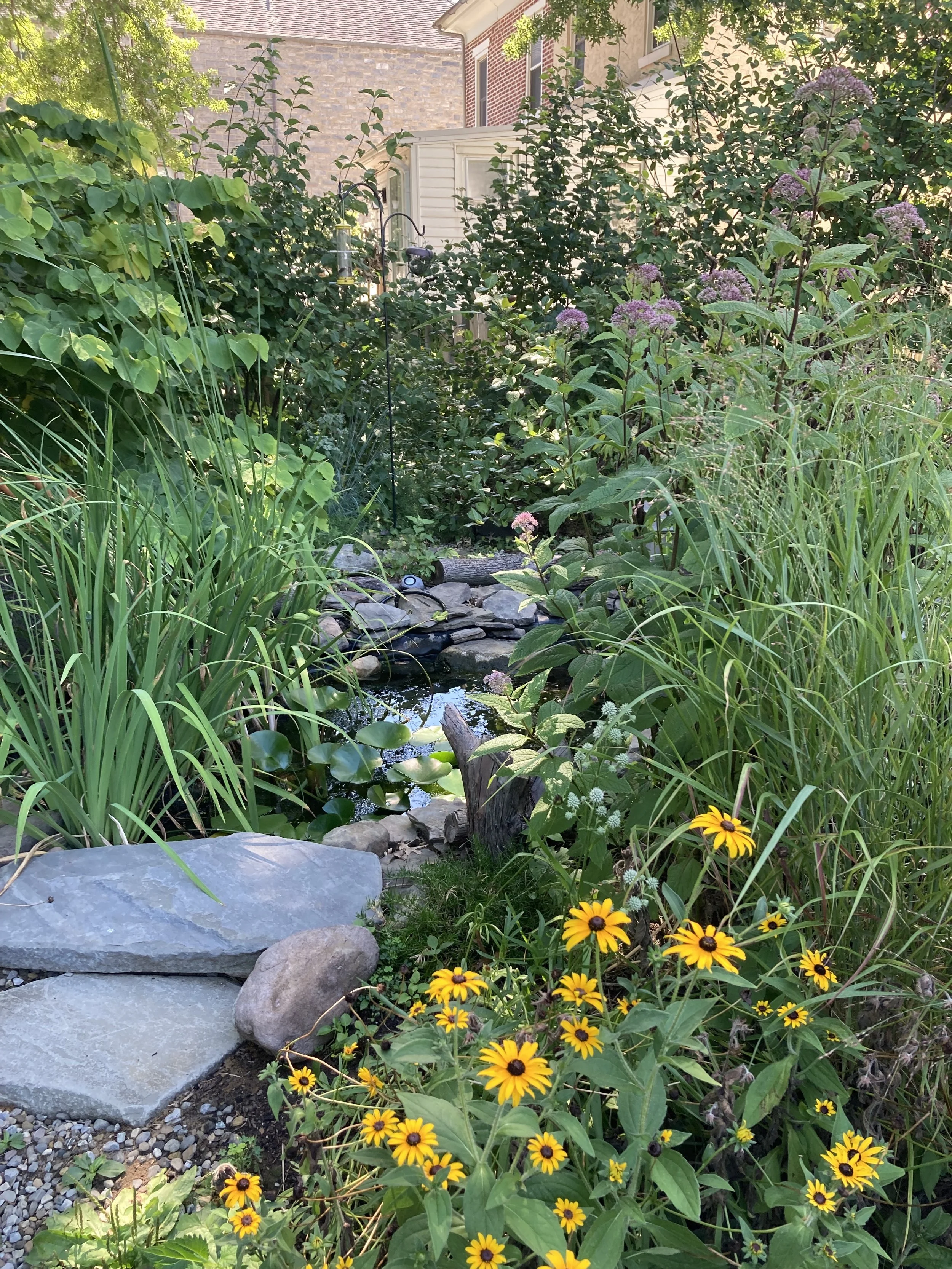 pond waterfall rocks attracting dragonflies