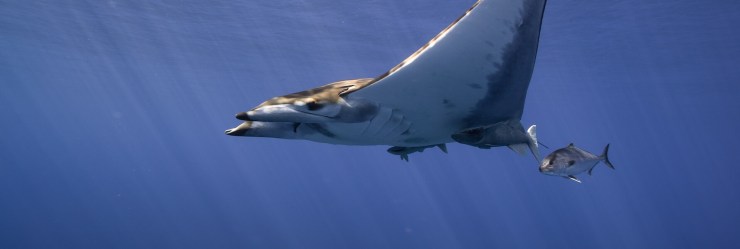 # Discovering the Azores: A Marine Biologist's Per...