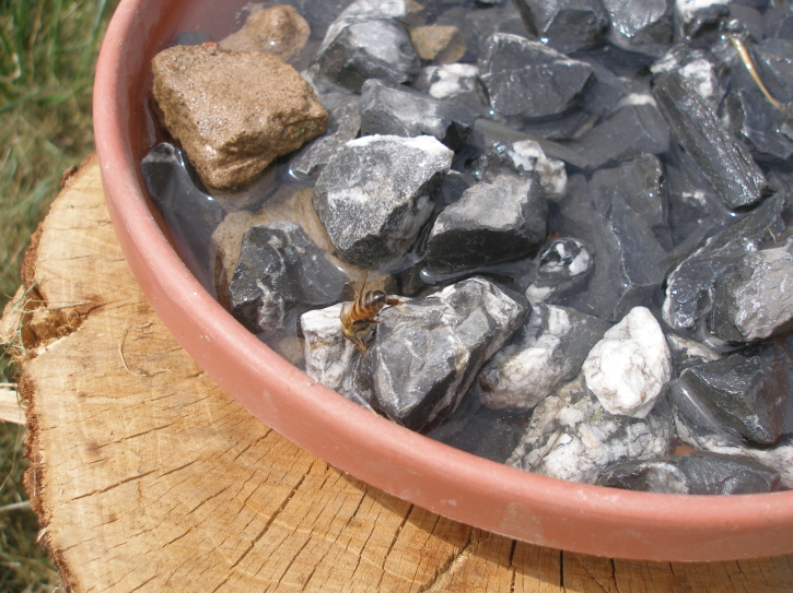 closeup bee sipping water mossy rock
