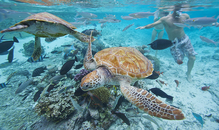 Dive into Adventure: Unforgettable Sea Escapes You...