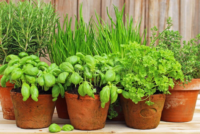 close up diverse potted herbs labels