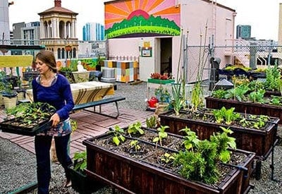 variety vegetables growing inside hoop house