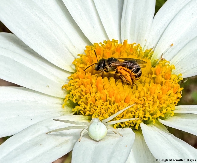 Beyond the Bee: Attracting Lesser-Known Pollina...