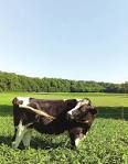 Milking Your Values: A Guide to Ethically Sourc...