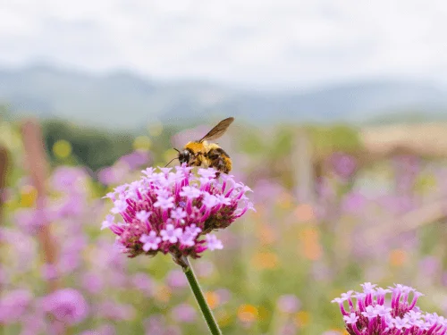 Beyond Bees: Create a Pollinator Paradise in Y...