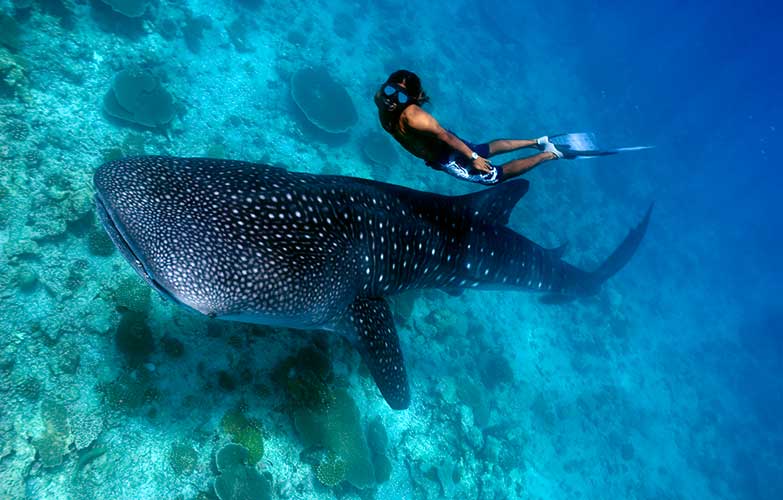 A snorkeler swims alongside a massive whale shark in Donsol, Philippines