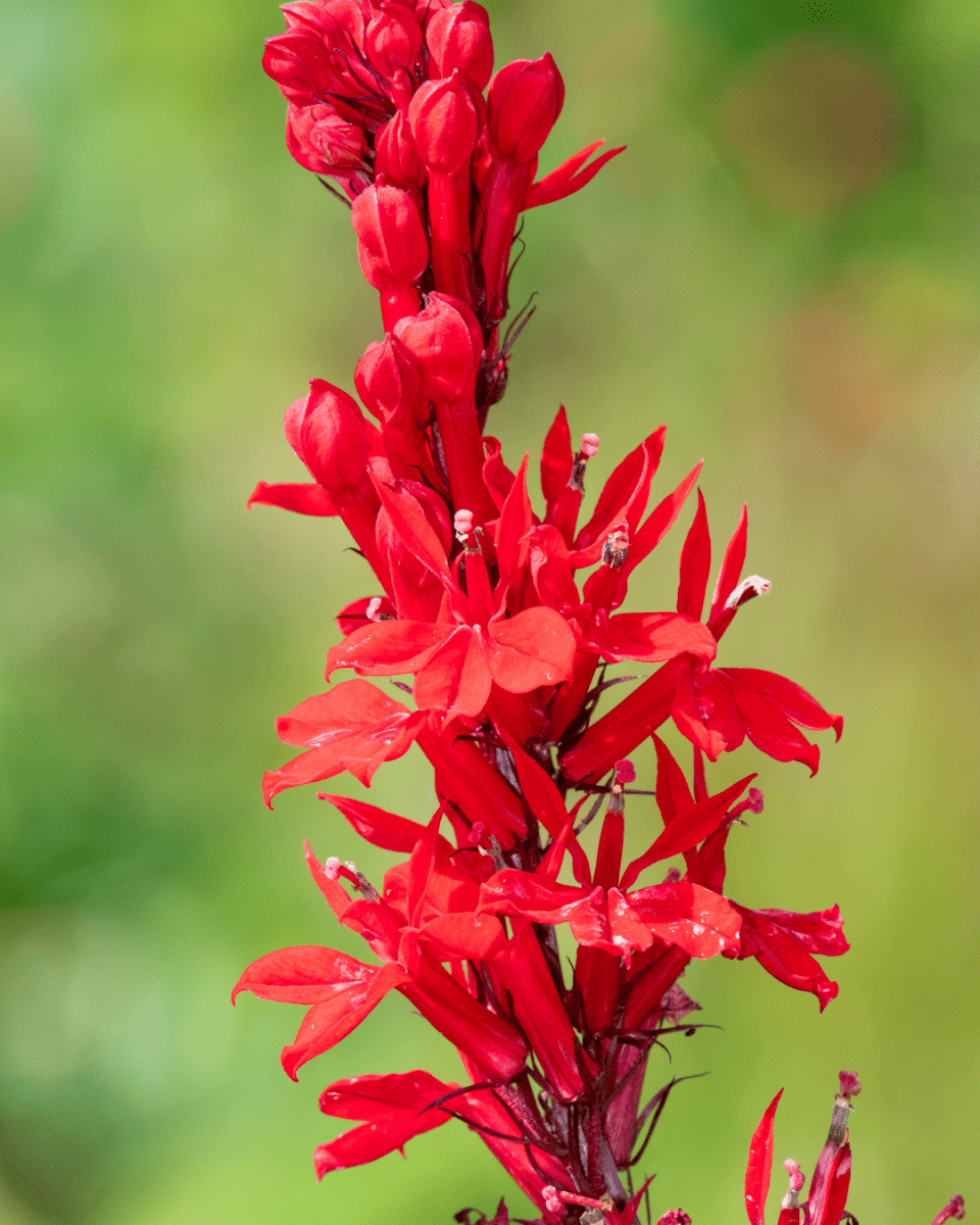 Backyard Bliss on a Budget: Creating a Wildlife...