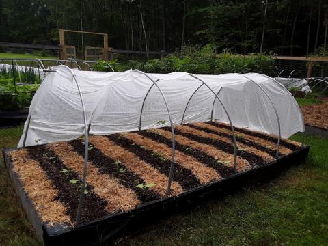 From Seed to Supper: Embracing the Magic of a Fa...