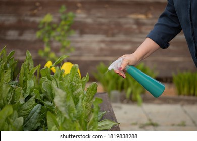hand spraying organic pesticide plant leaves