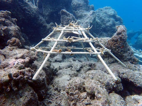 A diver planting a coral fragment with AR overlays displayed on a tablet, showcasing the augmented reality aspect of the coral reef restoration in the Maldives