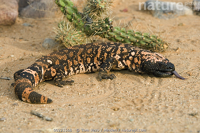 Gila Monster on desert floor