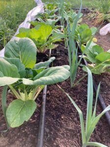 MOFGA-garden_leeks-and-pac-choy-225x300