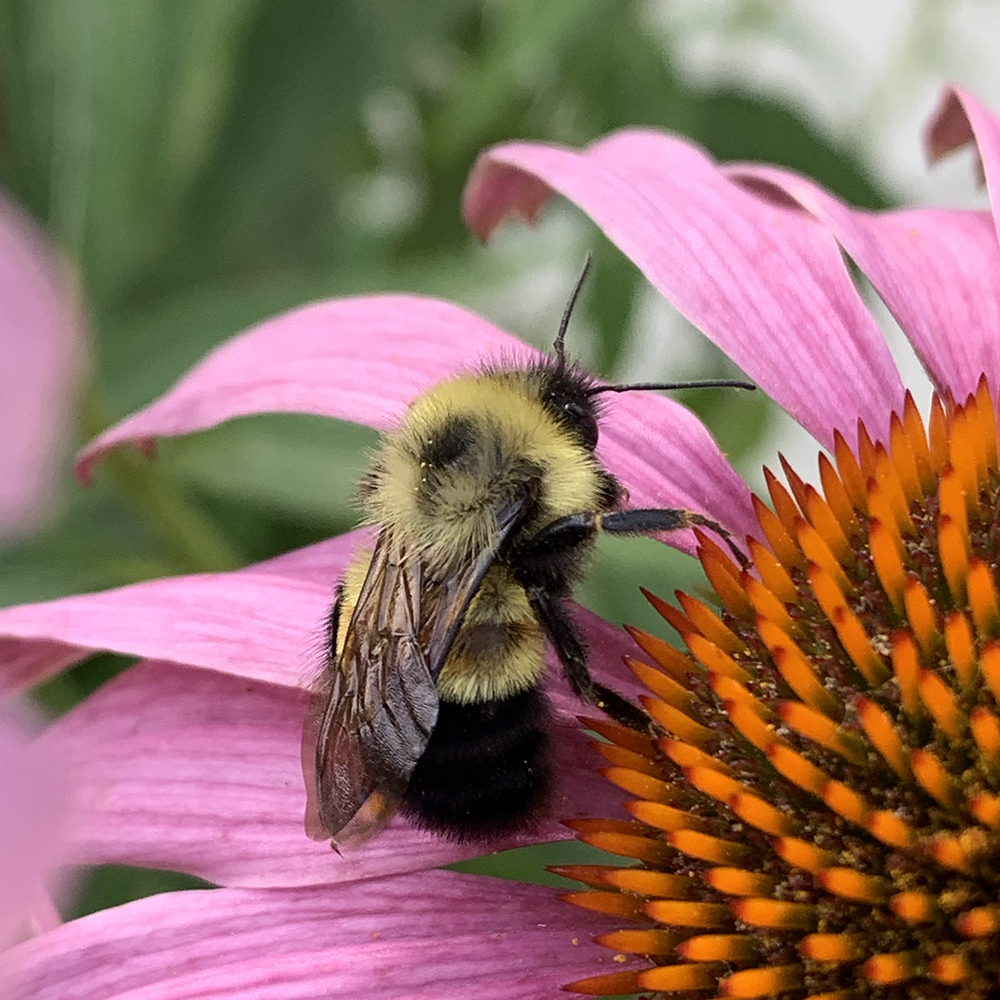 Attract a Diverse Group of Pollinators To Your...