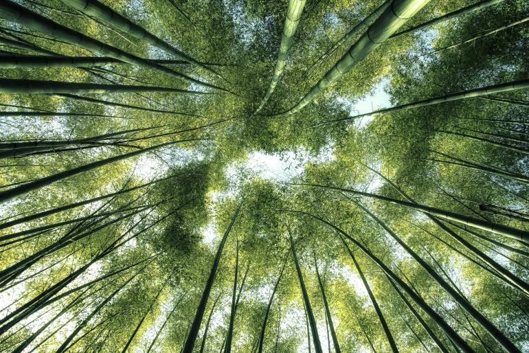 Arashiyama Bamboo Forest: Golden light filters through towering bamboo stalks, creating a sense of peace and tranquility.
