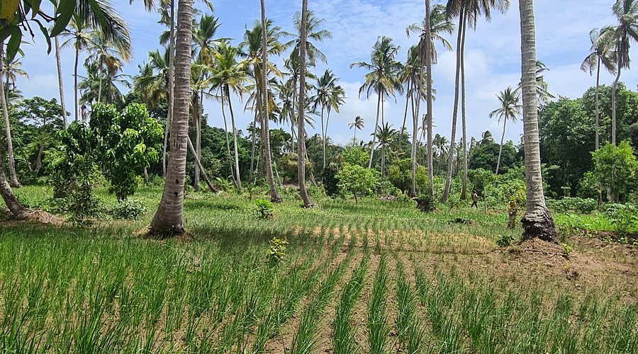 # Zanzibar: A Spice Island Dream with a Conscience...