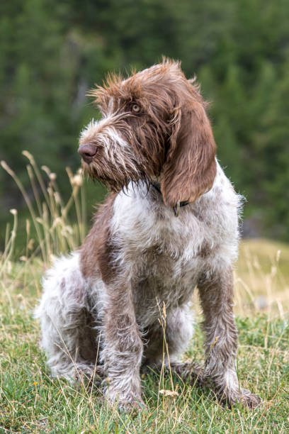 Mount Aso in Kumamoto Prefecture, Japan