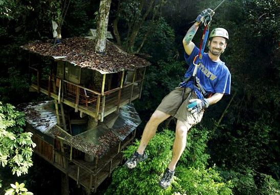 Three-wattled Bellbird