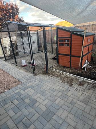 Shed to Coop: Building a Cold-Climate Chicken P...