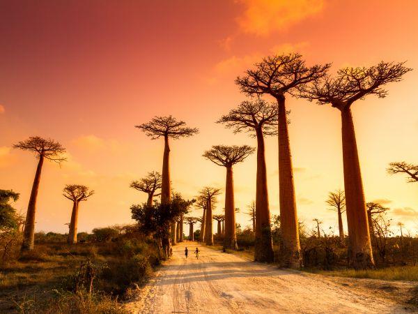 Sunset behind iconic baobab trees in Madagascar