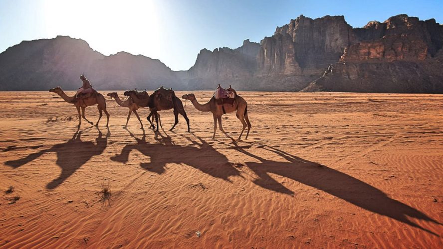 camel caravan in Wadi Rum