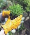 From Garden to Garment: A Sustainable Farmhouse...