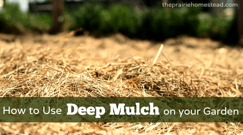 healthy garden rows coffee grounds mulch