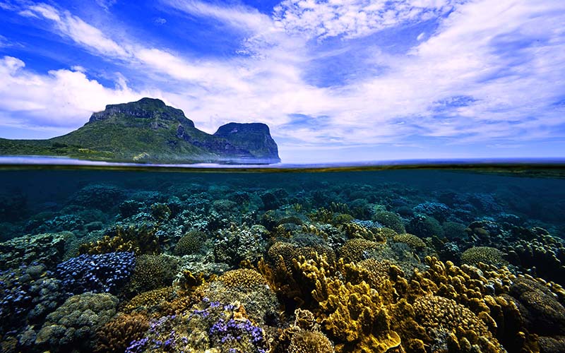 Kentia Palms on Lord Howe Island