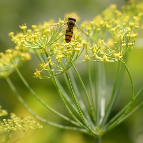 Parasitic wasp on dill